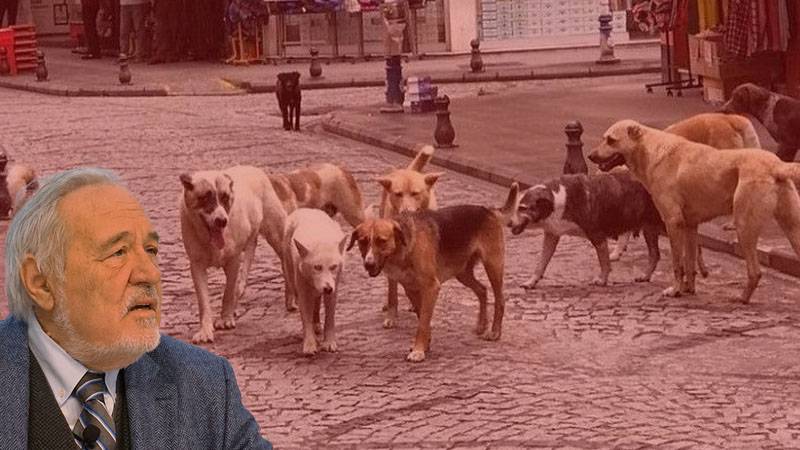Prof. Dr. İlber Ortaylı anlattı: Atatürk döneminde sokak köpekleri sorunu için hangi tedbirler alındı?